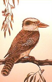 Kookaburra