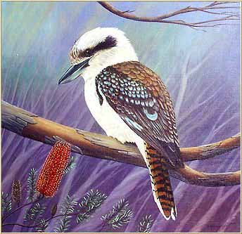 Kookaburra in the Australian Bush
