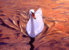 White Swan Reflections