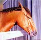 Horse Portrait Paintings