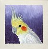 Paintings of Australian Birds