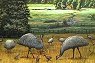 Emu Paintings by Peter Gerasiomon