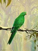 King Parrot Female
