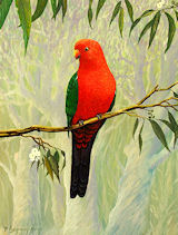 King Parrot Male