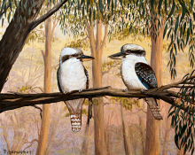 Kookaburras Study VII
