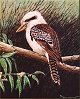 Kookaburra Acrylic Painting