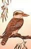 Kookaburra Drawing