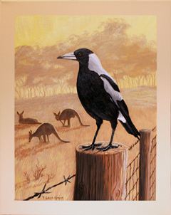 Australian Magpie III 