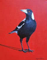 Australian Magpie 1