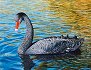 Young Black Swan Oil Painting