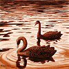 Black Swans Acrylic Painting