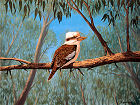 Young Kookaburra