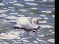 Wite Swan Painting