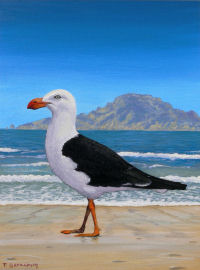 Pacific Gull 