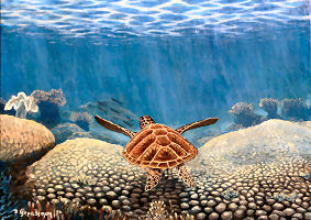 Seaturtle  Corals BArrier Reef